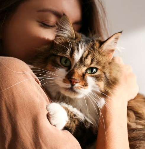 cat and owner cuddle